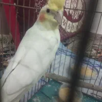 عروس نر فروشی دو جوجه لاری
