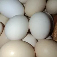 تخم مرغ|خوردنی و آشامیدنی|زاهدان, |دیوار