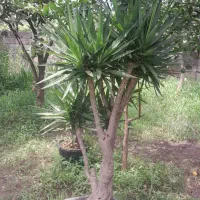 ۳۰ عدد یوکا جزیره و تنه