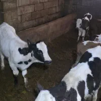 گوساله گم شده
