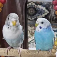 مرغ عشق