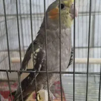 عروس هلندی