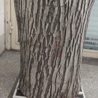 تنه درخت گردو