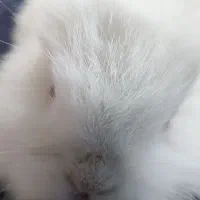 بچه خرگوش لوپی 5 عدد موجود است