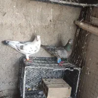 کبوتر پرنده