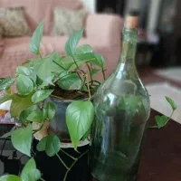 فروش بطری بزرگ ابغوره ابلیمو سرکه....