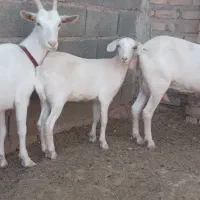 دو راس بزسانن ویک راس بزغاله ماده