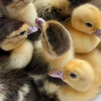 فروش اردک اسرائیلی