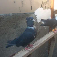کلاغ رسمی یا خطی
