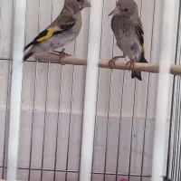 جوجه سهره