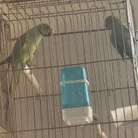 جفت ملنگو بسیار باکیفیت