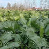 فروش عمده برگ نخل پالم واشنگتن