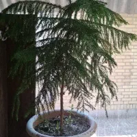 کاج مطبق 13 سال بیشتر