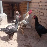 خروس و جوجه لاری