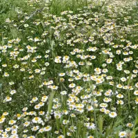 گل بابونه با کیفیت