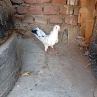 کبوتر