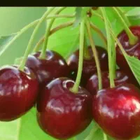 گیلاس تک دانه متوسط