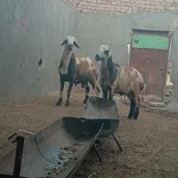 شیشک و بره قوچی برا تخم
