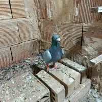 کفترسبز  نر برای جفت گاه
