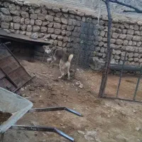 سگ پژدر|سگ|کارزان, |دیوار