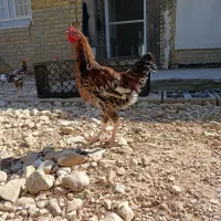 مرغ خروس خلنگ باری محلی پرنده موتور