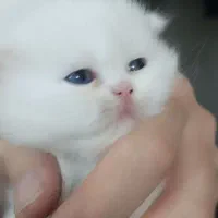 گربه پرشین چشم آبی نژاد