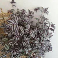 برگ بیدی بسیار زیباتر از عکس