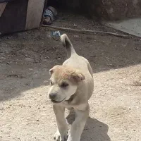 فروش سگ پژدر عراقی