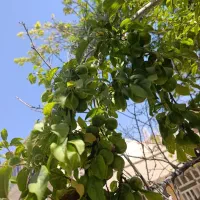 آلوچه سانیج