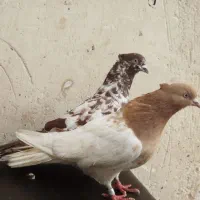 یه جفت کبوتر درجه یک