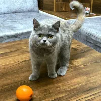 بیریتیش ماده