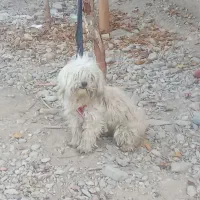 سگ پا کوتاه ماده