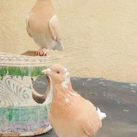 کفتر زرد پرشی