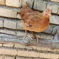 جوجه 4ماه