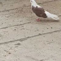 گمشده سمت یاغچیان