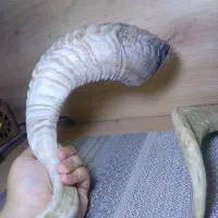 شاخ قوچ|کلکسیون اشیاء عتیقه|تهران, شهرک محلاتی|دیوار