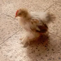 جوجه کوشین
