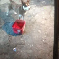 توله هاسکی مالاموت