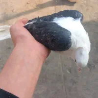 کفتر پشت پرشی به شرط