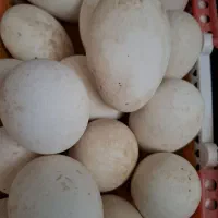 تخم غاز نطفه دار