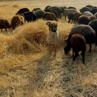 سگ گله|سگ|اسدآباد, |دیوار