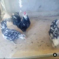 خروس گلین کیفیت بالا