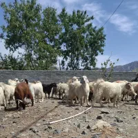تعداد ۳۰عدد کهره نر چاق و ۸عددبره چاق مخصوص قربان