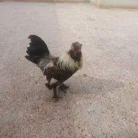 خروس پاپری