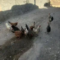 مرغ تخم گذار ۱۱عدد