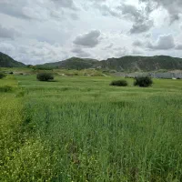 گندم تازه دیم