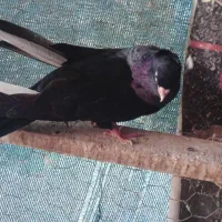 معاوضه