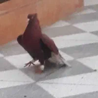 فروش رنگی دم سفید و ودم زرد بسته
