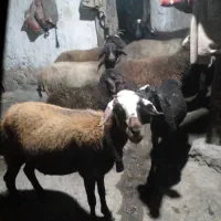 میش بره دار