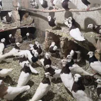 طوقی سرخ دونه 300/000